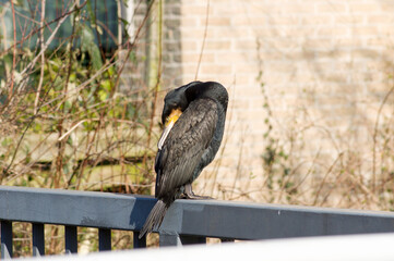 Closeup of a black and yellow cormorant that is resting in the Netherlands