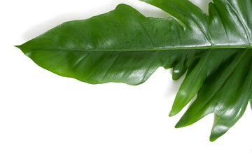 Philodendron Golden Dragon leaf close up with isolated white background