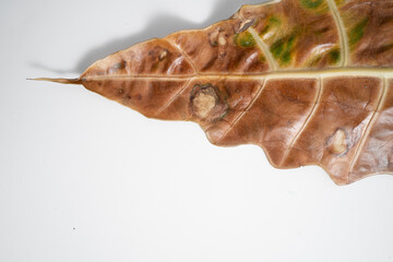 Close up of Alocasia Amazonica leaf turn yellow due to spider mites infest and over water issue in...