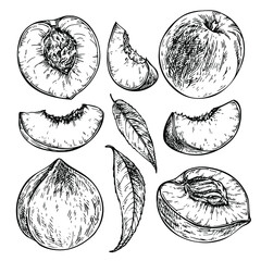 Sketch set of peach. Hand drawn peach slice, nectarine piece and leaf. Ink engraved illustration