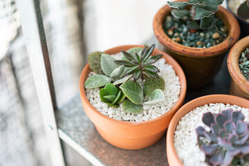 Close up of kalanchoe in terracotta pot with white stone surface