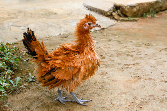 frizzle feathered chicken, young domestic chicken bird with brown feathers, fancy chicken breed