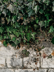 ivy on the wall