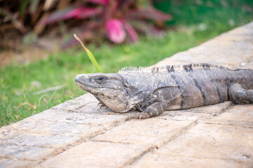 Iguana at a resort in Mexico's Riviera Maya.