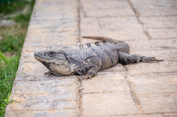 Iguana at a resort in Mexico's Riviera Maya.