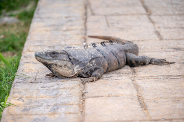 Iguana at a resort in Mexico's Riviera Maya.