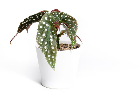 Begonia Maculata Wightii plant in white ceramic pot with isolated white background