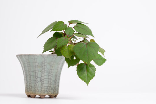 Bonsai Hibiscus Tiliaceus on antique pots with isolated white background