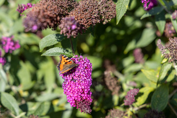 A butterfly, peacock butterfly, sits on a lilac and enjoys the sun..