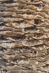 Palm Tree trunk detail of the background pattern. Palm tree trunk texture .Cracked bark of old tropical Palm trees. Upper trunk detail of Palm tree background texture pattern. Exotic travel.