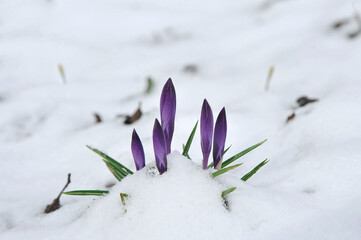 Young wild purple crocuses  growing up through the snow in early spring.  Crocuse's buds under the snow  . Natural spring background with free space for writing