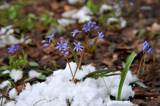  First spring flowers blue snowdrops Scilla Siberica 'Spring Beauty' in snow . First spring flowers and plants outdoors photos. Space for writing