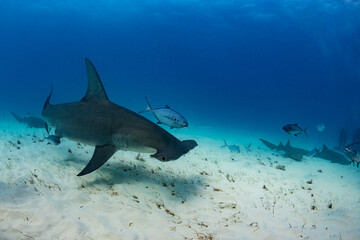 Fototapeta premium A great hammerhead near Bimini