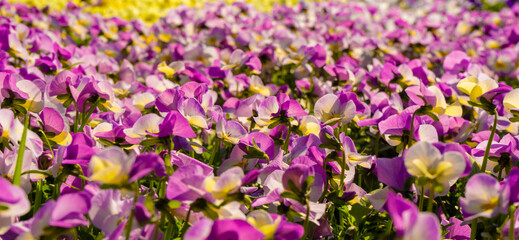 Obraz premium Horned pansy flowers
