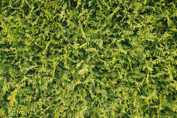 Green coniferous bush.Thuja hedge texture. American Arborvitae plant pattern. Evergreen Thuja occidentalis decorative fence. Thuja plant texture. Decorative green bush. Gardening hedge background.