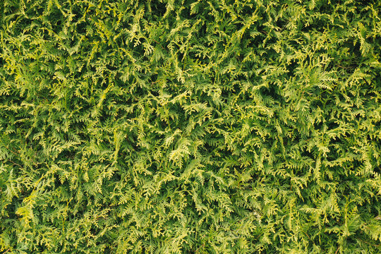 Green coniferous bush.Thuja hedge texture. American Arborvitae plant pattern. Evergreen Thuja occidentalis decorative fence. Thuja plant texture. Decorative green bush. Gardening hedge background.