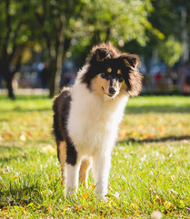 Fototapeta na wymiar Portrait of cute rough collie dog at the park.