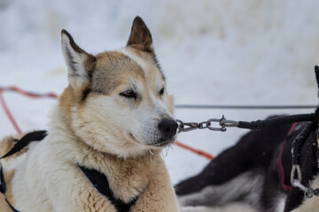 Husky siberian dog  sled race winter holiday Finland lapland 