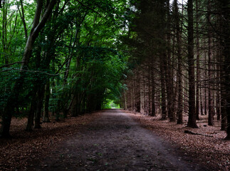 Fototapeta premium road in the woods
