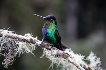 hummingbird in Costa Rica