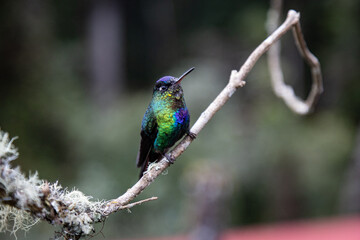 hummingbird in Costa Rica