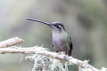 hummingbird on a branch