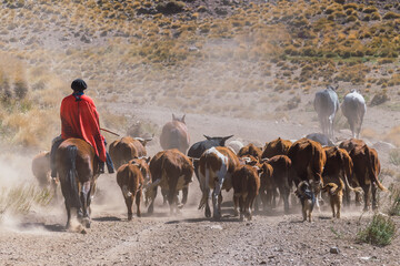 Gaucho and herd of cows, Patagonia, Argentina