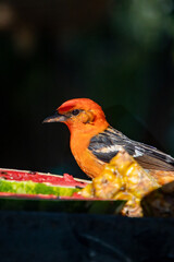 robin on a branch