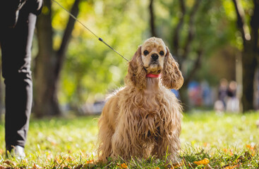Portrait of cute american cocker spaniel dog at the park.