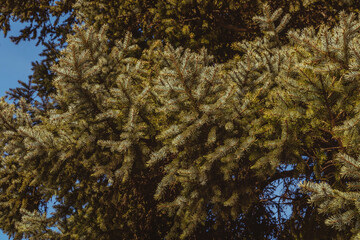 Evergreen fir branches covered with needles, close-up. Christmas tree in nature. Selective focus blur. Close-up of the green branches of a Christmas tree in nature.