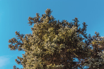 A beautiful fir branch. Close-up of the green branches of a Christmas tree in nature. Evergreen fir branches covered with needles, close-up against the blue sky. Selective focus.