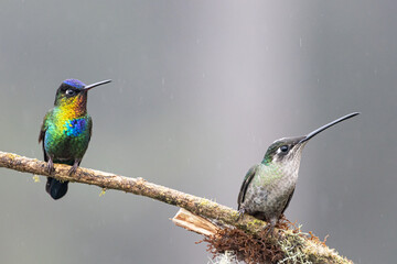 blue tailed bee eater