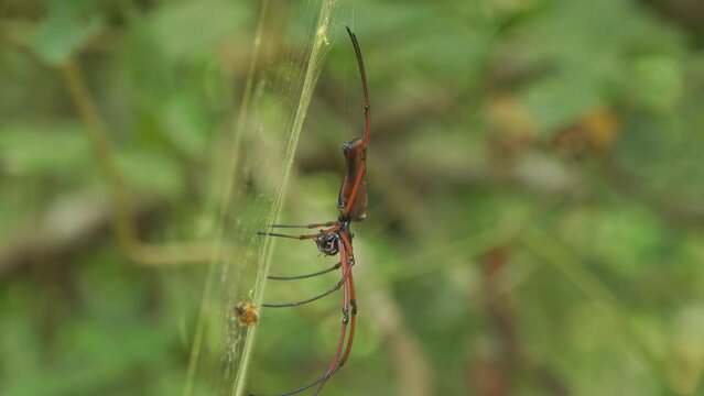 A zoom out from a red spider in the jungle. The spider seems to be a Golden Silk Orb-Weaver Spider. Filmed in Kaeng Krachan National Park, Thailand.