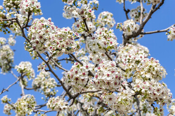 Close-up view of flowering pear branches with white flowers on a blurred background. selective focus