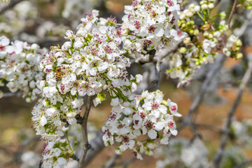 Close-up view of flowering pear branches with white flowers on a blurred background. selective focus