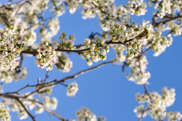 Close-up view of flowering pear branches with white flowers on a blurred background. selective focus