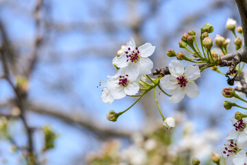 Close-up view of flowering pear branches with white flowers on a blurred background. selective focus
