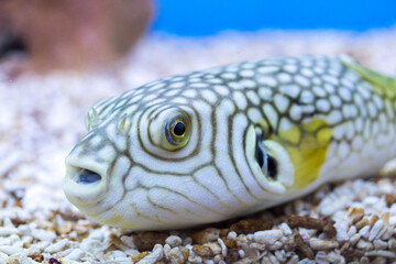 Yellow puffer fish on the water
