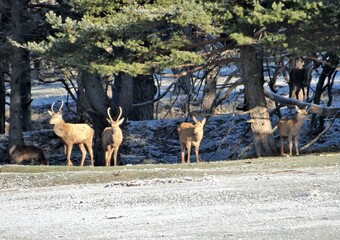 cerfs