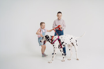 School boy and his little sister playing with a dalmatian dog on white background. Kids spend time with their pet - Powered by Adobe