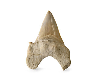 Fossil shark tooth isolated on a white background