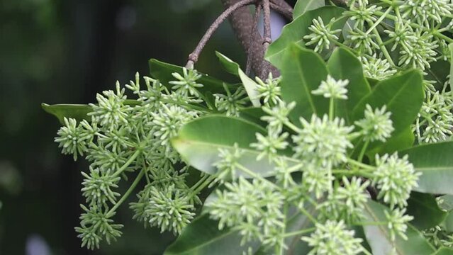 Flower buds of Alstonia scholaris, commonly called blackboard tree or Saptaparni or devil's tree