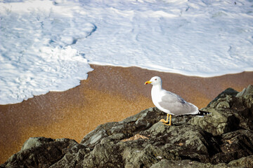 Mouette en bord de plage