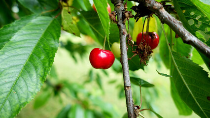 Rote Kirschen Kirschbaum reife Kirschen Baum Obst Garten Natur Nahaufnahme Kirsche