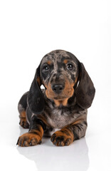 Curious marble dachshund puppy looks forward and tilts his head, lying on the white background