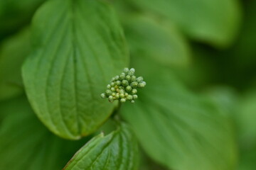 Knospen und junge Blätter von weißem Hartriegel