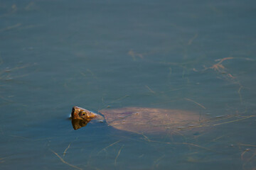Fototapeta na wymiar Turtle poking its head out of a lagoon.