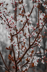 Flores de Berlin.
