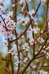 Flores de Berlin.