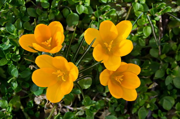 Beautiful spring yellow crocus  in the garden, Sofia, Bulgaria 